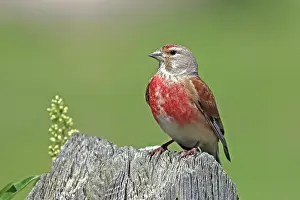 Denmark Prints: Common linnet (Linaria cannabina) male, perched on a rock in early summer, Denmark. June