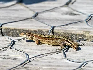 Lacertidae Prints: Common lizard (Zootoca vivipara) with missing tail
