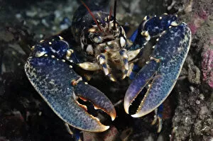 2020VISION 1 Gallery: Common Lobster (Homarus gammarus), St Abbs (St Abbs and Eyemouth Voluntary Marine Reserve)