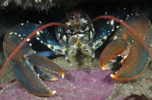 Common Lobster (Homarus gammarus), in a rock crevice, Lundy Island Marine Conservation Zone