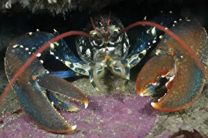 Images Dated 25th May 2012: Common Lobster (Homarus gammarus), in a rock crevice, Lundy Island Marine Conservation Zone