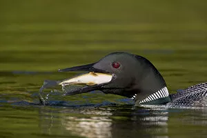 Images Dated 15th June 2006: Common Loon (Gavia immer) adult in breeding plumage swallowing a large fish, Michigan