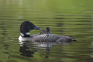 Common loon (Gavia immer) carrying chick on its back. British Columbia, Canada. June
