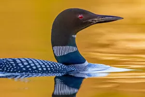 2020 April Highlights Gallery: Common loon (Gavia immer), on a lake, Michigan, USA. June