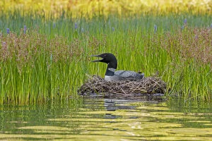 Catalogue9 Collection: Common loon (Gavia immer) nesting at edge of lake and calling, Acadia National Park