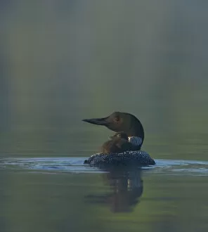 Common Loon / Great northern diver (Gavia immer) chick riding on adults back on a misty morning