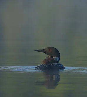 Babies Prints: Common Loon / Great northern diver (Gavia immer) chick riding on adults back on a misty morning