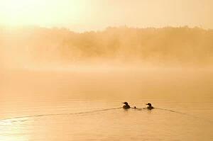 Common loons (Gavia immer), two adults and chick swimming on a misty lake in early morning