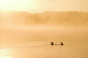Common loons (Gavia immer), two adults and chick swimming on a misty lake in early morning, Michigan, USA. June