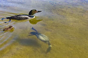2020 March Highlights Collection: Common Loons (Gavia immer) one diving underwater, Michigan, USA. June