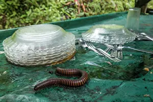Republic Of Madagascar Prints: Common Madagascar fire-millipede (Aphistogoniulus hova ) in the kitchen of Camp Marojejia