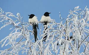 Common magpies (Pica pica) perched on frost covered branches, Jvaskyla, Finland, January