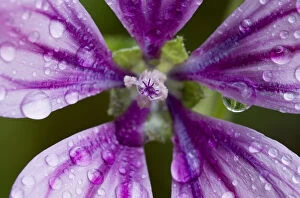Images Dated 24th April 2009: Common mallow (Malva sylvestris) flower covered in raindrops, Kandanos, Crete, Greece