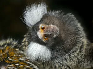 2020 October Highlights Collection: Common marmoset (Callithrix jacchus) with head tilted, captive, occurs in Brazil