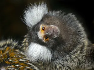 Black Background Gallery: Common marmoset (Callithrix jacchus) with head tilted, captive, occurs in Brazil