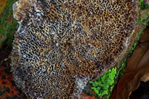 Polyporaceae Prints: Common mazegill (Datronia mollis) poroid crust fungi causing white rot in hardwood trees in autumn forest