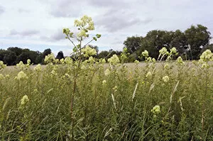 2020 August Highlights Gallery: Common meadow-rue (Thalictrum flavum), locally rare plant, Chertsey Meads, Surrey