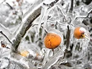 Cold Weather Prints: Common medlar (Mespilus germanica) covered in thick layer of frost, Ovada, Italy. December