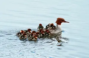 Mergus Prints: Common merganser (Mergus merganser)