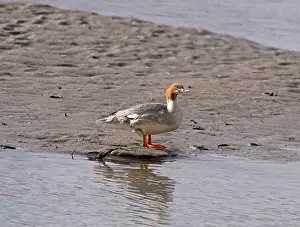 Mergus Prints: Common merganser (Mergus merganser) female