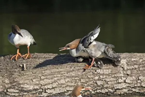 Protector Prints: Common Merganser (Mergus merganser) female with ducklings