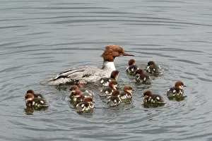 Common merganser (Mergus merganser) female on water with fourteen ducklings, just out of the nest, Denmark. May