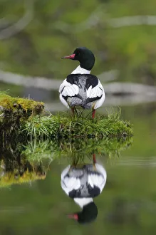 Common merganser (Mergus merganser) male on a moss covered log. Olympic National Park, Washington