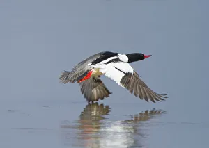 Mergus Prints: Common merganser (Mergus merganser) male taking off from water, New York, USA, April