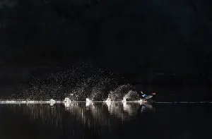 Dramatic Prints: Common merganser (Mergus merganser) taking flight from water