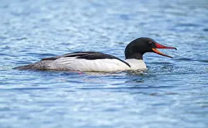 Anatidae Prints: Common merganser (Mergus merganser) on water