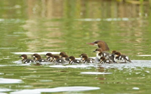 Common mergansers (Mergus merganser) family, female swimming with seventeen ducklings