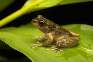 Common mist frog (Litoria rheocola) sitting on a leaf at night, Wet Tropics World Heritage area, Queensland, Australia Common mist frog (Litoria rheocola) sitting on a leaf at night, Wet Tropics World Heritage area, Queensland, Australia