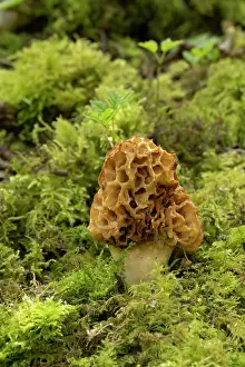 Fungi Prints: Common morel (Morchella esculenta) growing in woodland, Surrey, UK. April