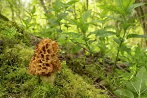 Fungi Prints: Common morel (Morchella esculenta) growing in woodland, Surrey, UK. April
