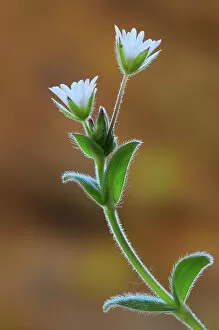 February 2023 Highlights Gallery: Common mouse-ear chickweed (Cerastium holosteoides) in flower, Dorset, UK. May