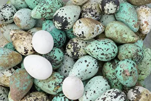 Common murre / guillemot (Uria aalge) and Fulmar (Fulmarus glacialis) eggs foraged from Skoruvikurbjarg cliffs, Langanes Peninsula, Iceland. May 2018