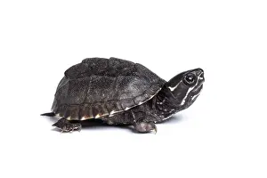 White Background Prints: Common musk turtle (Sternotherus odoratus) juvenile, portrait, USA