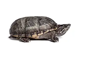 White Background Prints: Common musk turtle (Sternotherus odoratus) portrait, USA