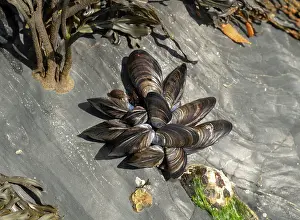 Cornwall Prints: Common mussels (Mytilus edulis) in shallow water on the shore, Cornwall, England, UK. July