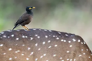 Spotted Prints: Common myna (Acridotheres tristis) perched on the back of a Chital / Spotted deer (Axis axis)