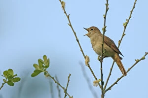 Wetlands Collection: Common nightingale (Luscinia megarhynchos) adult perched, singing, Cambridgeshire, UK, April