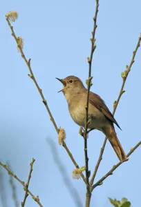 Common nightingale (Luscinia megarhynchos) adult perched, singing, Cambridgeshire