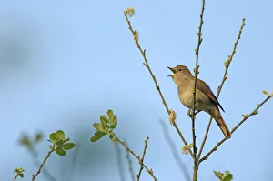 Common nightingale (Luscinia megarhynchos) adult perched, singing, Cambridgeshire, UK, April