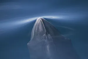 Catalogue9 Prints: Common / Northern minke whale (Balaenoptera acutorostrata) surfacing, Pacific coast