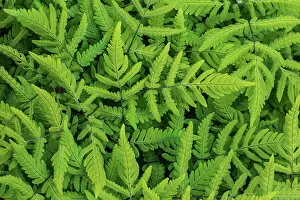 April 2023 Highlights Collection: Common oak fern (Gymnocarpium dryopteris) leaves. Monmouthshire, Wales, UK. May