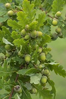 Images Dated 3rd September 2013: Common Oak (Quercius robur) acorns in late summer. Surrey, England, UK, September