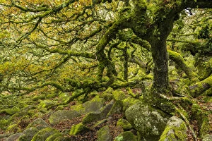 Ancient Woodland Gallery: Common oak (Quercus robur), Sessile oak (Quercus petraea