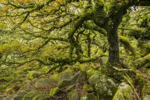 French Oak Prints: Common oak (Quercus robur), Sessile oak (Quercus petraea