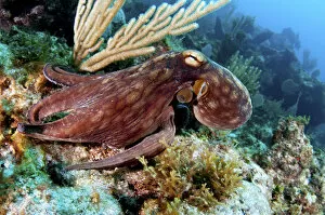Reef Gallery: Common octopus (Octopus vulgaris) on a coral reef in The Bahamas. August