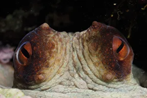 Images Dated 25th May 2009: Common octopus (Octopus vulgaris) close-up of eyes, Malta, Mediteranean, May 2009